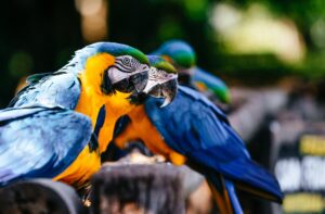 Grupo de araras azuis em cima de um tronco de madeira com fundo desfocado